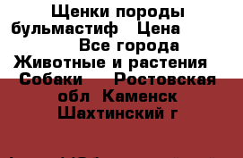 Щенки породы бульмастиф › Цена ­ 25 000 - Все города Животные и растения » Собаки   . Ростовская обл.,Каменск-Шахтинский г.